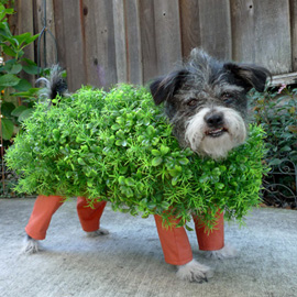 Chia Pet Dog Costume