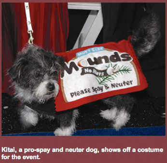 Pre-neuter Dog Costume