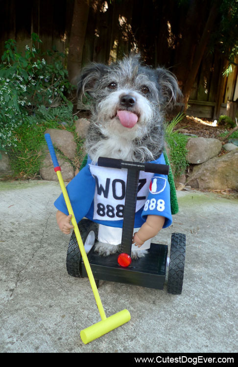 Custom best sale dog costumes