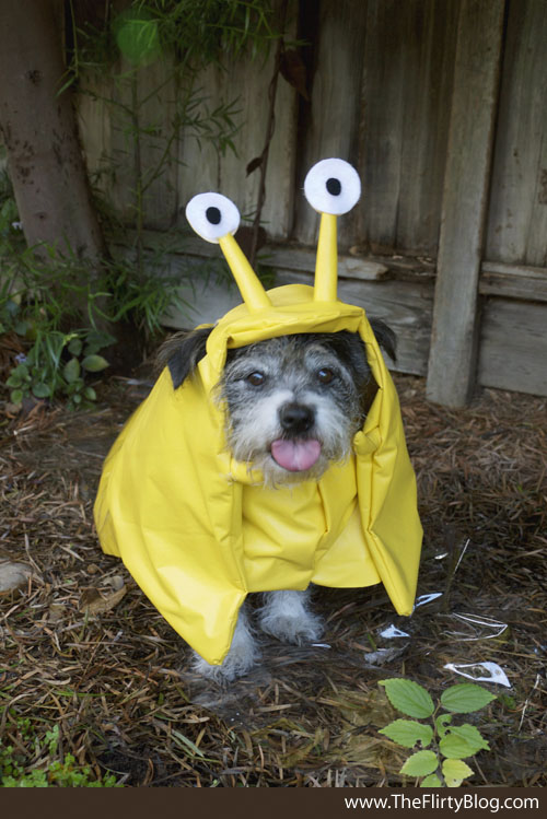 Smiling Banana Slug